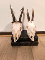 Ree bok schedels, Verzamelen, Dierenverzamelingen, Ophalen of Verzenden, Hert, Schedel