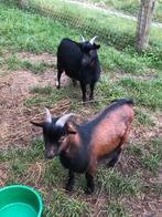 Dekbok, dwergbok, Dieren en Toebehoren, Schapen, Geiten en Varkens, Mannelijk, Geit, 0 tot 2 jaar