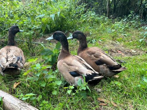 Khaki Campbell eend woerden, Dieren en Toebehoren, Pluimvee, Eend, Mannelijk