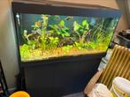 Juwel rio 350, Ophalen of Verzenden, Zo goed als nieuw, Leeg aquarium