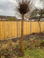 Gratis Catalpa’s, Tuin en Terras, Planten | Bomen, Overige soorten, Lente, 250 tot 400 cm, Ophalen