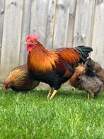 Sier Haan met 2 Hennetjes, Dieren en Toebehoren, Pluimvee, Meerdere dieren, Kip