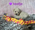 🐶 🐾 super lieve maltipoo toy poedel pups 🐾 💜💛❤️💙, Poedel, CDV (hondenziekte), 8 tot 15 weken, Meerdere