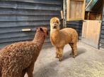 Super mooi mak span MINI alpaca's, Dieren en Toebehoren, Overige Dieren, April, Meerdere dieren