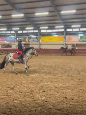Verzorger voor pony/ paard aangeboden! beschikbaar voor biedingen