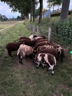 swifter / bont / zwartbles kruisingen schapen  ooi lammeren, Dieren en Toebehoren, Schapen, Geiten en Varkens, Vrouwelijk, Schaap