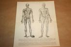 Antieke anatomische prent - Spieren van de mens - 1885 !!, Ophalen of Verzenden, Voor 1940, Gebruikt