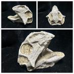 Psittacosaurus (dinosaurus) schedel, Verzamelen, Mineralen en Fossielen, Ophalen of Verzenden, Fossiel