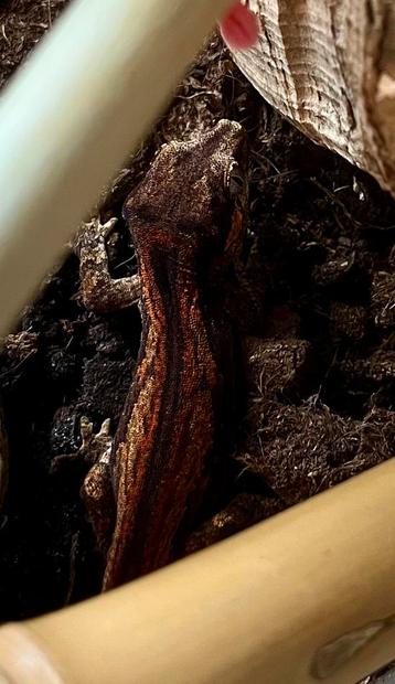 0.0.2 red auriculatus, gargoyle beschikbaar voor biedingen