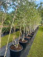 Meerstam Berk Betula 300/400 hoog in pot, nu euro 200,-!!, Overige soorten, Lente, 400 cm of meer, Ophalen