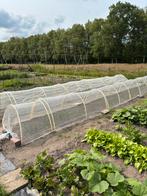 Preiplanten herfstprei  preiplantjes prei potlooddik, Tuin en Terras, Planten | Tuinplanten, Ophalen of Verzenden, Zomer, Overige soorten