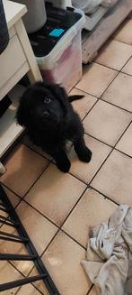Newfoundlander, 8 tot 15 weken, Eén hond, Nederland, Particulier