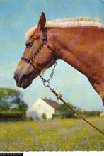 Ansichtkaart	Paardenhoofd, Verzamelen, Ansichtkaarten | Dieren, Verzenden, 1960 tot 1980, Gelopen, Paard