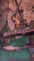 Eurydactylodes occidentalis 0.1.1, Dieren en Toebehoren, Reptielen en Amfibieën, Hagedis, 0 tot 2 jaar