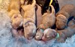 Boompoo Boomer Mini doodle Toy poedel Maltipoo pups, Overige rassen, CDV (hondenziekte), 8 tot 15 weken, Meerdere