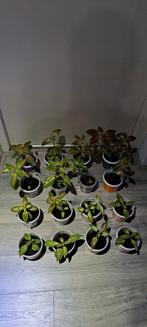 Coleusplanten (Solenostemon siernetel), kleurrijke bladeren., Huis en Inrichting, Kamerplanten, Bloeiende kamerplant, Ophalen of Verzenden