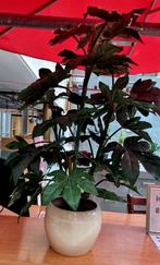 Kunststof plant met bijpassende pot, Ophalen of Verzenden, Halfschaduw, Minder dan 100 cm