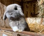 Nederlandse Hangoor Dwergkonijnen/Minilop, Meerdere dieren, Dwerg, Hangoor, 0 tot 2 jaar