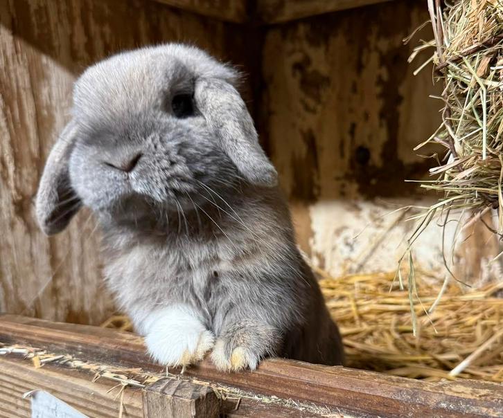 Nederlandse Hangoor Dwergkonijnen/Minilop,nw nestjes!febr.26, Dieren en Toebehoren, Konijnen, Dwerg, Meerdere dieren, 0 tot 2 jaar
