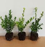 Ilex crenata Green Hedge AANBIEDING!, Tuin en Terras, Planten | Struiken en Hagen, Ophalen, Hulst, Haag, Minder dan 100 cm