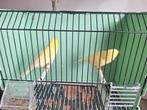 2 prachtige goed fluitende mankanaries geringd vogels( koud), Meerdere dieren, Kleurkanarie