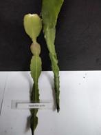 Te koop Epiphyllum stekjes, Tuin en Terras, Planten | Struiken en Hagen, Ophalen of Verzenden, Overige soorten