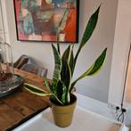 Plant Sansevieria in pot, Huis en Inrichting, Kamerplanten, Ophalen, Overige soorten, In pot, Minder dan 100 cm