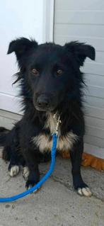 Arcos – de knuffelige vader van de F-puppy’s, Dieren en Toebehoren, Honden | Niet-rashonden, Particulier, Rabiës (hondsdolheid)