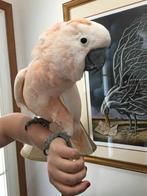 jonge kaketoes, Meerdere dieren, Papegaai, Pratend