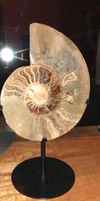 Prachtige grote xxl Ammoniet Fossiel op Standaard, Verzamelen, Ophalen, Fossiel