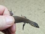 varanus acanthurus rouge ackie 2025, Dieren en Toebehoren, Hagedis, 0 tot 2 jaar