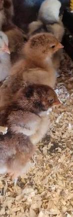 8 Brahma kuikens 27 april grote soort., Dieren en Toebehoren, Pluimvee, Geslacht onbekend, Kip