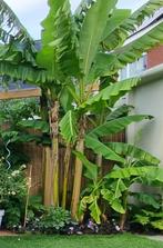 Musa Basjoo bananenplanten te koop!, Ophalen of Verzenden, Zomer, Volle zon, Overige soorten