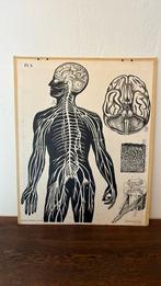 Pl.5. Anatomie, Antiek en Kunst, Antiek | Schoolplaten, Ophalen, Natuur en Biologie