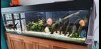 Te koop aquarium 200/70/60 1 cm glas met grote bioloog, Ophalen of Verzenden, Zo goed als nieuw, Leeg aquarium