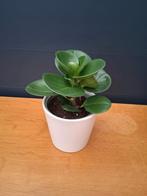 Peperomia kamerplant in pot, Huis en Inrichting, Kamerplanten, Ophalen