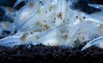 Pearl white (Witte garnalen), Dieren en Toebehoren, Kreeft, Krab of Garnaal