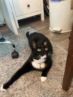 Blacky meer dan twee weken vermist, Dieren en Toebehoren, Vermiste en Gevonden Dieren