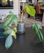 Philodendron Florida Beauty low variegata, Overige soorten, In pot, Minder dan 100 cm, Groene kamerplant