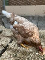 2 jonge hennen mei jl., Dieren en Toebehoren, Pluimvee, Vrouwelijk, Kip