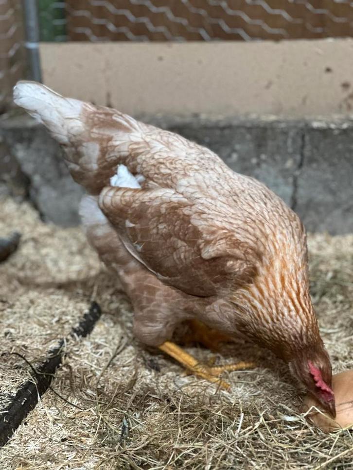 2 jonge hennen mei jl., Dieren en Toebehoren, Pluimvee, Kip, Vrouwelijk
