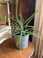 Aloe Vera plant met pot 70 cm, Ophalen of Verzenden