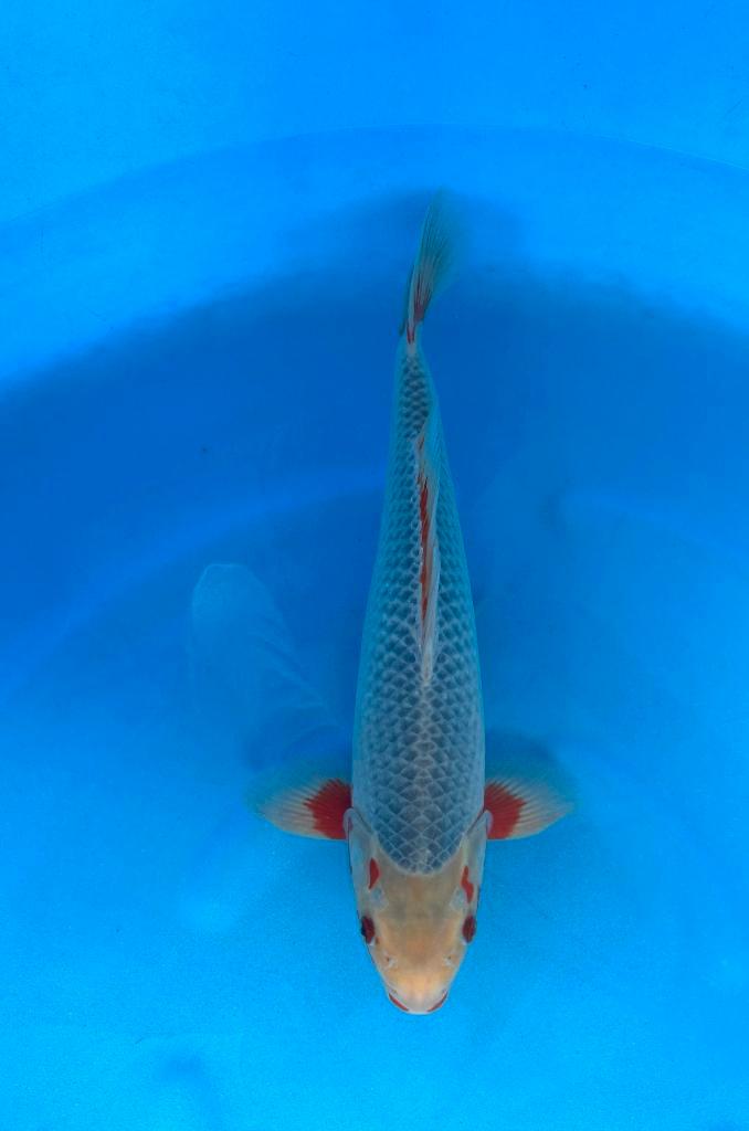 Asagi, Dieren en Toebehoren, Vissen | Vijvervissen, Karper of Koi