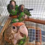 3 jonge tamme jardine-papegaaien., Geslacht onbekend, Papegaai, Geringd