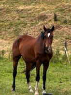 Kwpn ster fokmerrie, Dieren en Toebehoren, Paarden, Merrie
