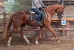 Superbraaf 17 jr kwpn familie/recreatie/manege paard  1,67, Dieren en Toebehoren, Paarden, Merrie, Springpaard, Gechipt, L