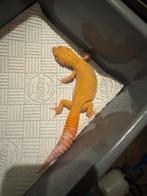 Luipaardgekko, Dieren en Toebehoren, Hagedis
