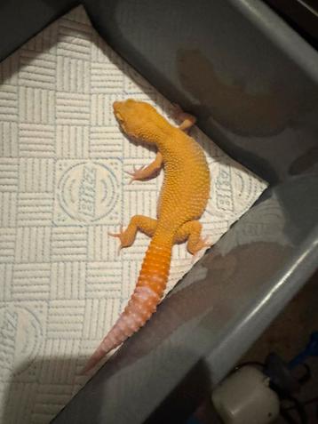 Luipaardgekko beschikbaar voor biedingen