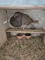 Gaditano duif jonge duif 3 maanden, Dieren en Toebehoren, Vogels | Duiven