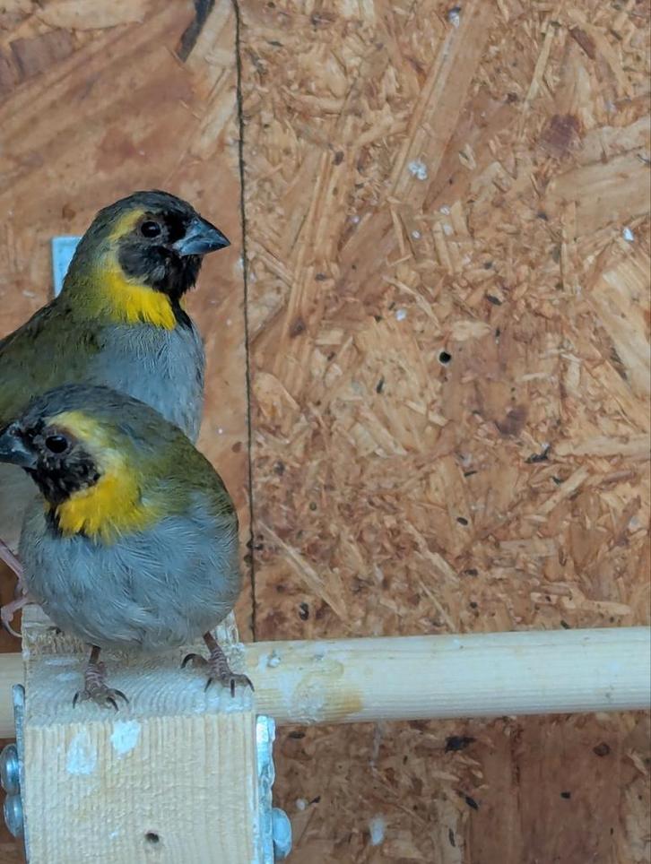 Ruilen/verkopen en of kopen. Kleine Cubavink., Dieren en Toebehoren, Vogels | Overige Vogels, Mannelijk